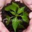 newly-born-plant newly-born-plant
